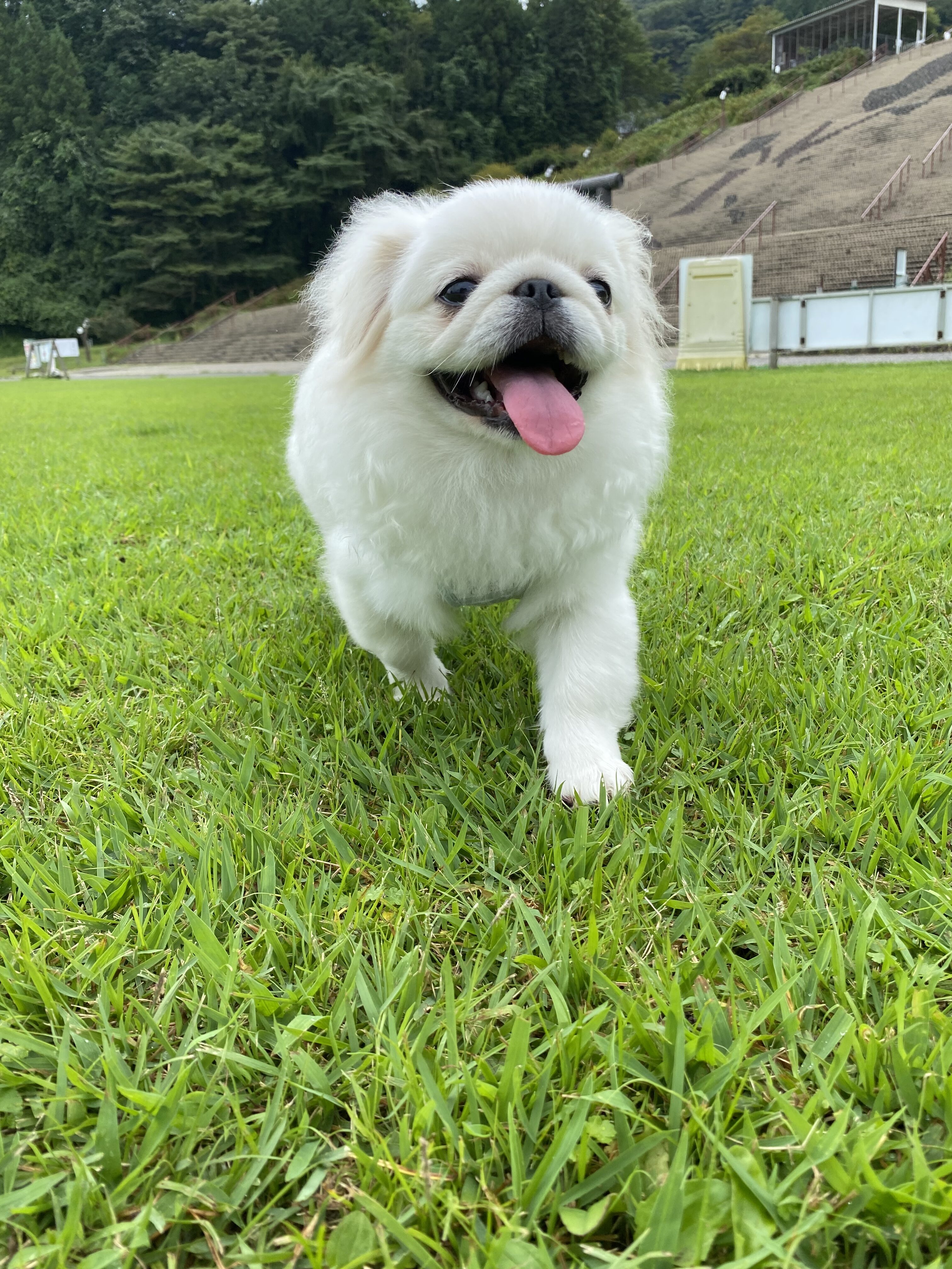 宮ヶ瀬 安い 公園 ペット